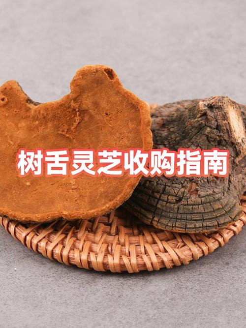 灵芝多少钱一克市场价