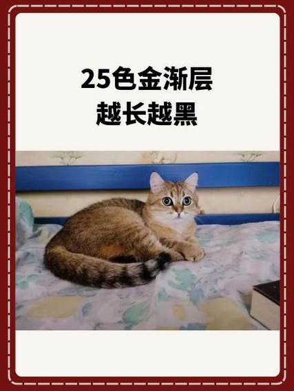 金渐层毛色区分图