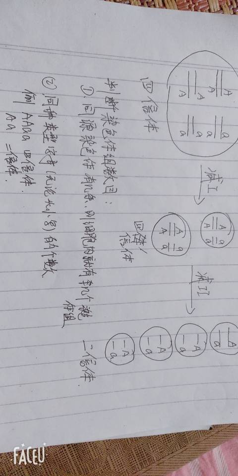 四倍体的配子有几个染色体组