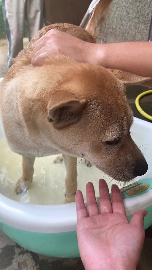 土狗洗澡10大忌
