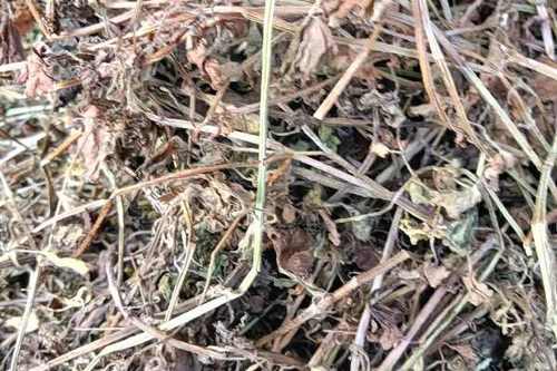 透骨消和连钱草一样吗缩略图