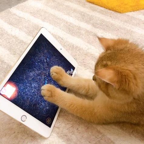 猫咪玩的触屏游戏抓老鼠