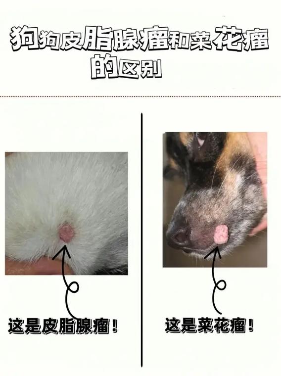 狗狗身上长疙瘩是什么原因