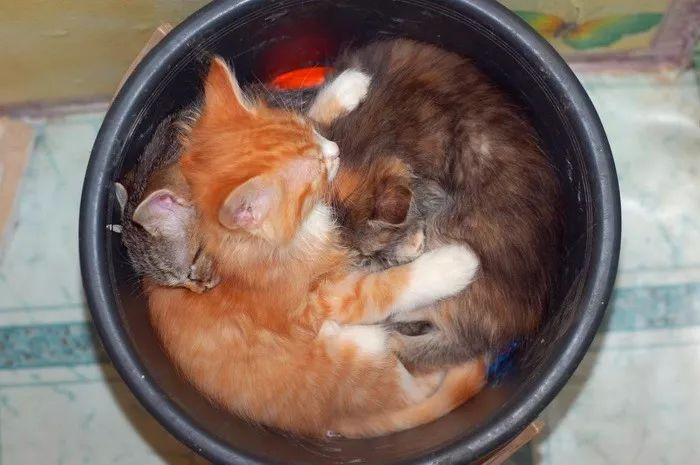 炖猫汤图片缩略图