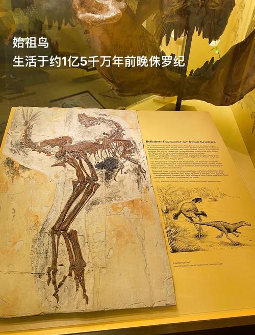 豹猫星球和始祖鸟什么关系