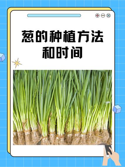 种葱的方法和技术视频缩略图