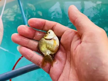 金鱼褪色的原因