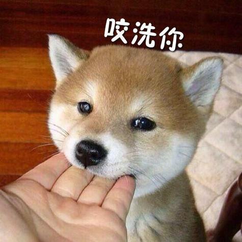 狗轻轻咬主人说明什么