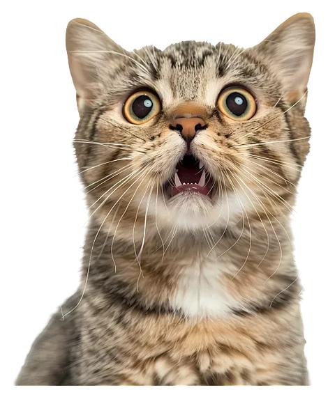 猫的表情符号符号