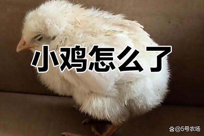 如何不让别人提醒小鸡偷吃