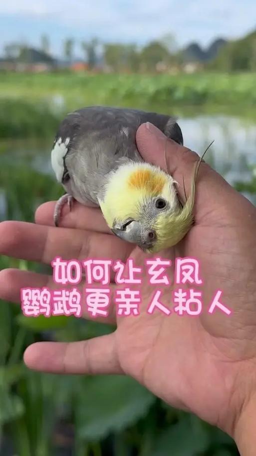 玄凤怎么训练说话