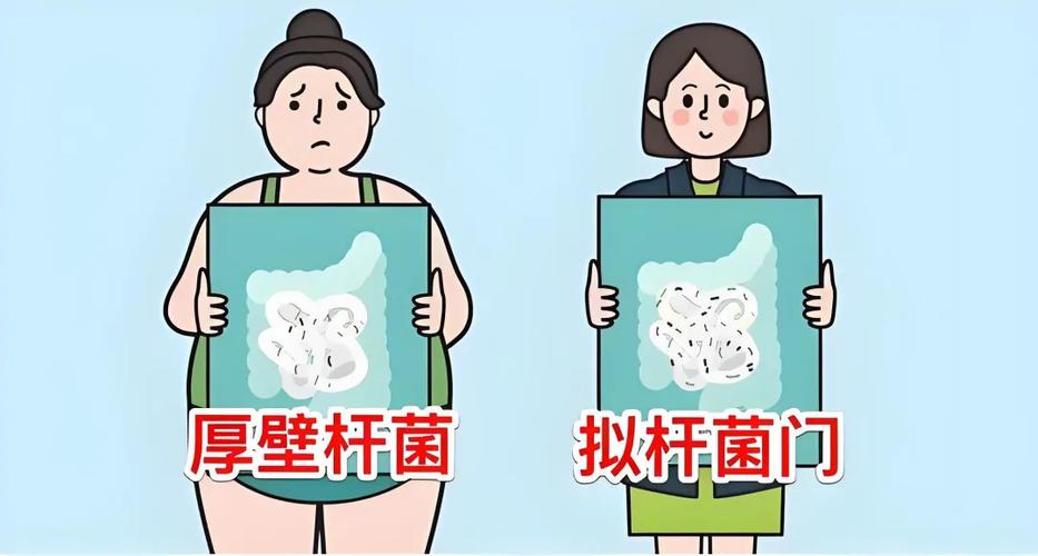 交换菌群能减肥
