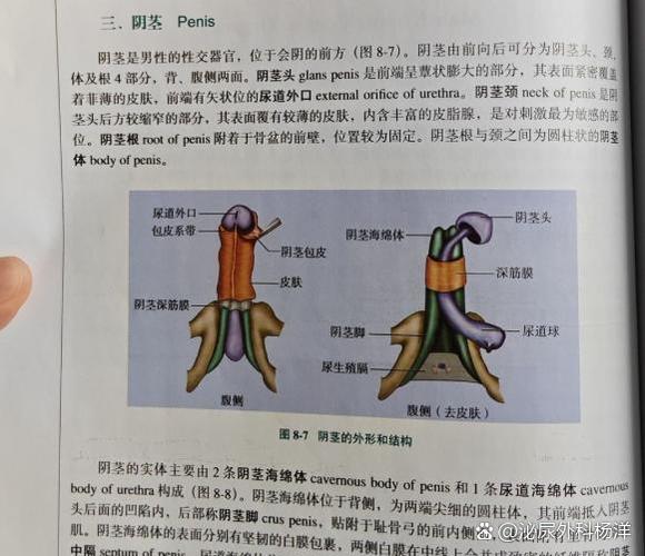 射完精会立刻关闭吗
