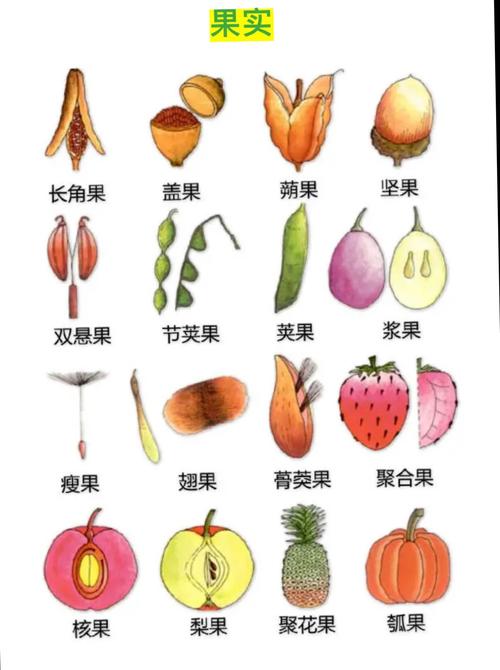 果实分为哪几种类型