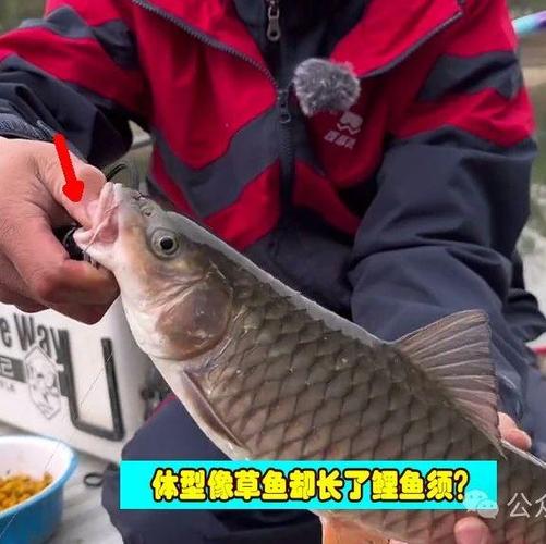 军鱼与鲤鱼的区别
