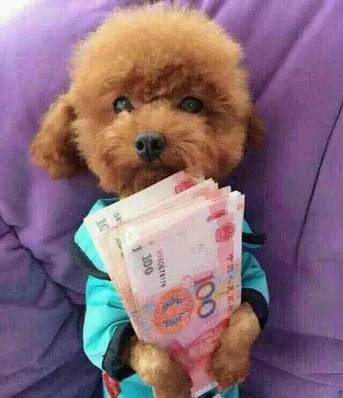 自己养宠物卖挣钱吗