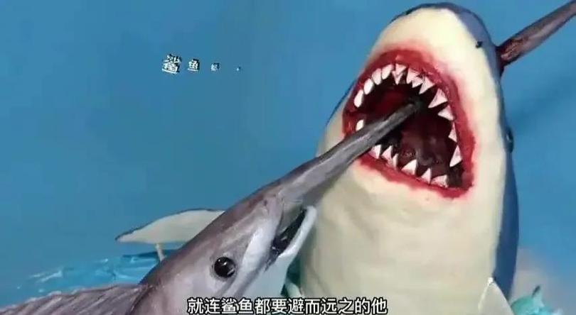剑鱼视频