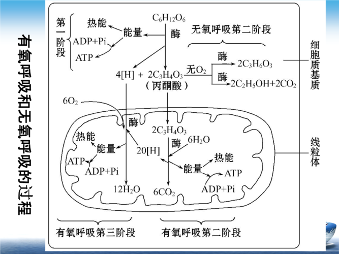 细胞呼吸的图示图标