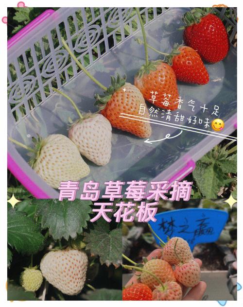 草莓采摘园收费标准