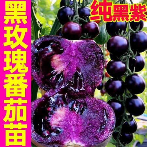 紫色西红柿功效与作用