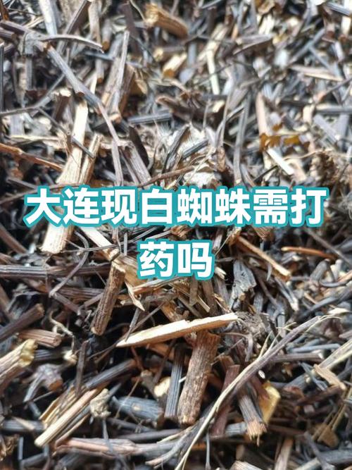 可以做药的蜘蛛有哪些