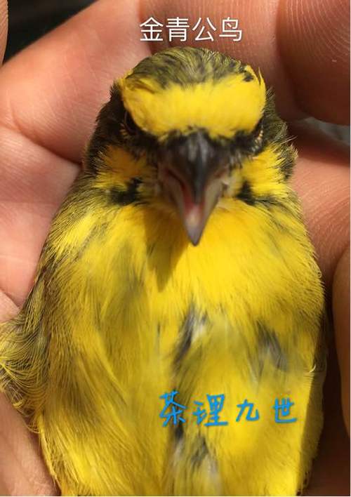 金青鸟公母图片对比截图