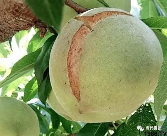 桃果畸形的原因截图