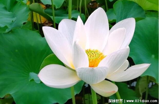 女性被称白莲花什么意思图标