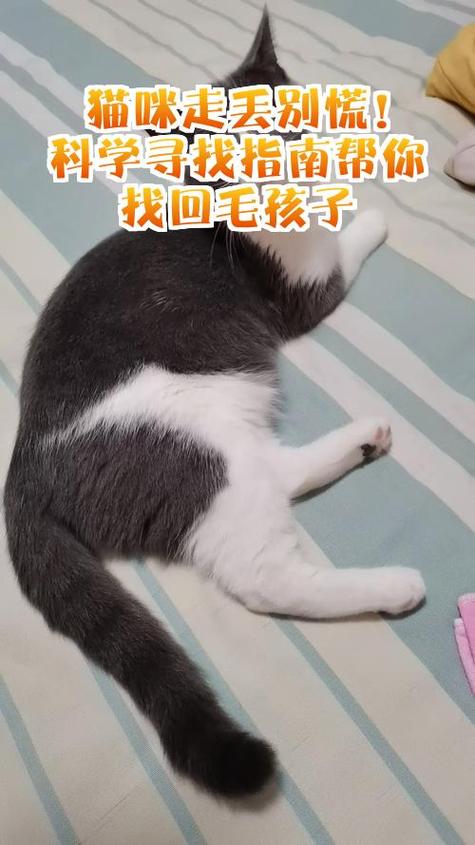 猫咪走丢了如何找回来截图