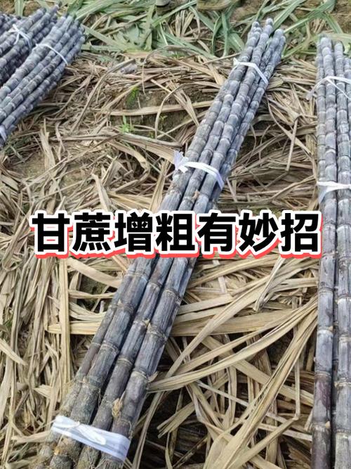 甘蔗增粗最快的方法缩略图