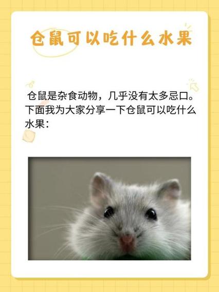 仓鼠能吃的水果