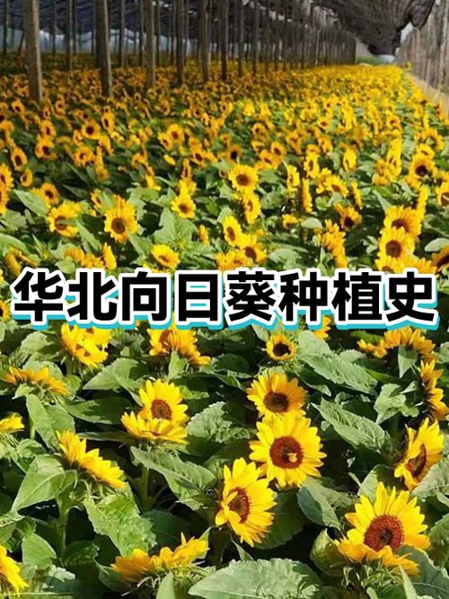 向日葵种植环境图标