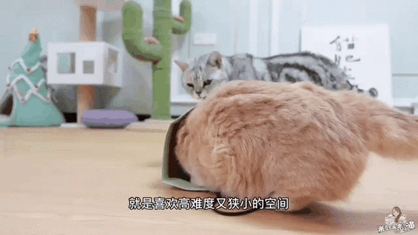 小猫丢了可以报警调监控吗截图
