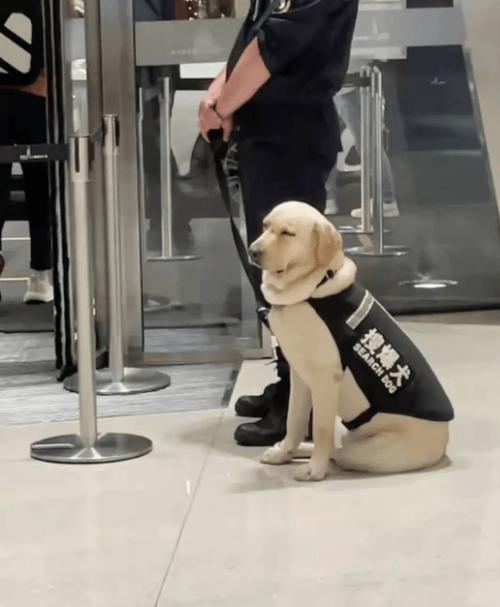 拉布拉多警犬