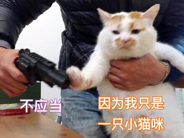 国家让我去当猫by燕