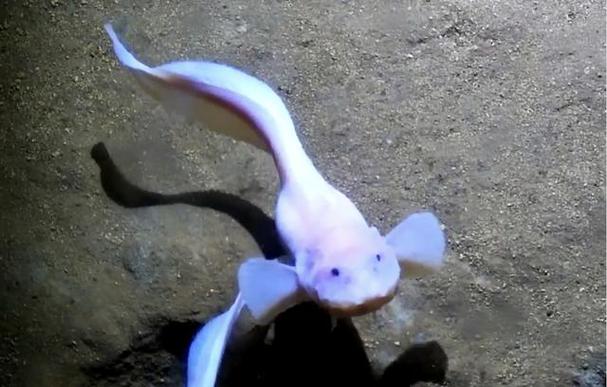深海鱼排名前十位
