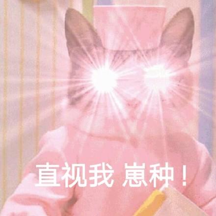 表情包图片崽种
