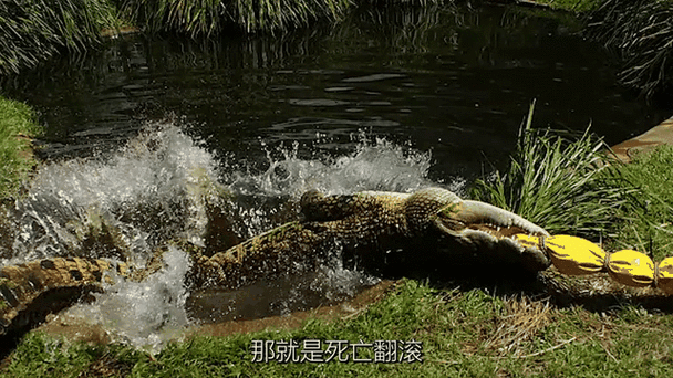 鳄鱼为什么要用死亡翻滚