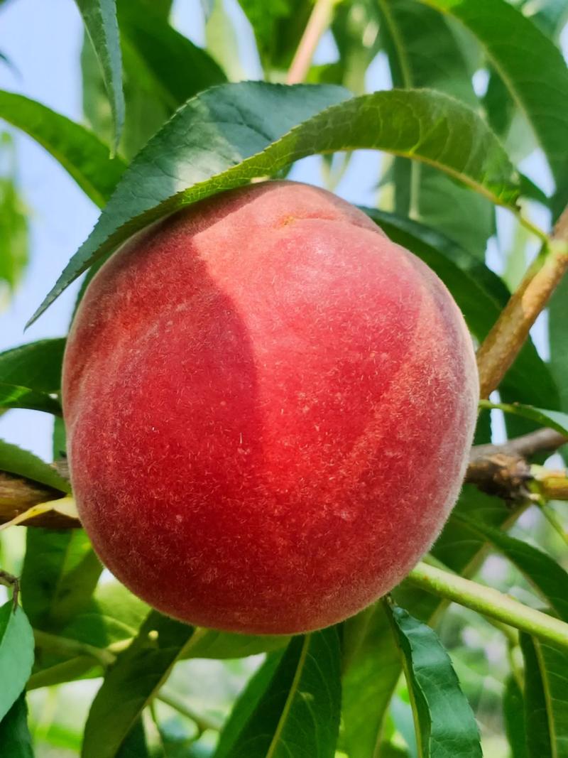 24a触屏仙仙桃