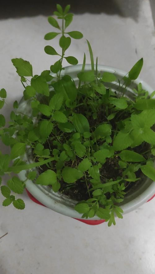 薄荷发芽长得又细又长