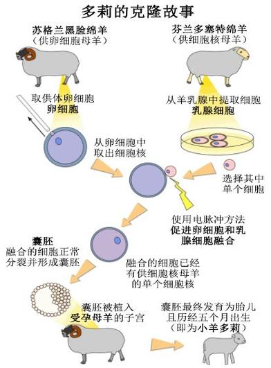 克隆技术给世界带来的利益有哪些