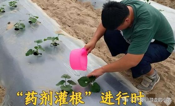 农药灌根的正确方法缩略图