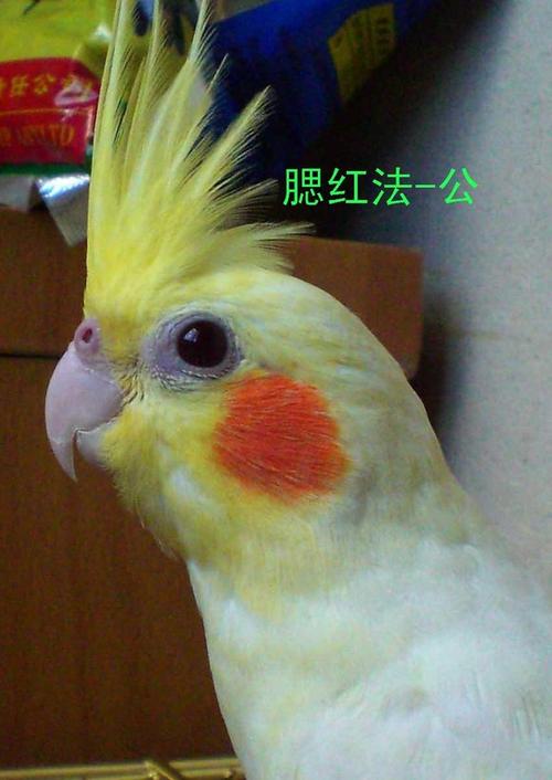 一公两母玄凤能繁殖吗