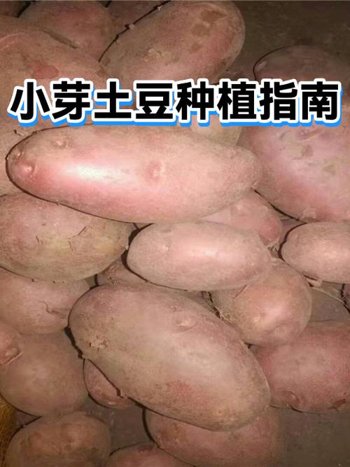 正常土豆也有一点小芽