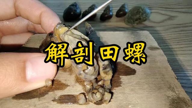 海螺壳是怎么长大的