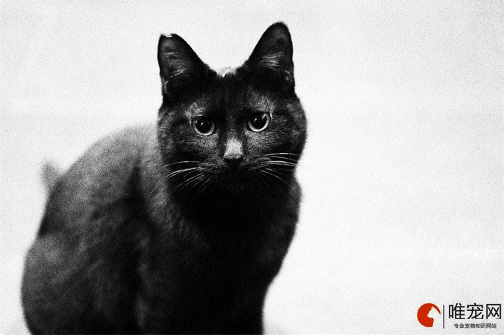 黑猫是吉利的还是不吉利的图标