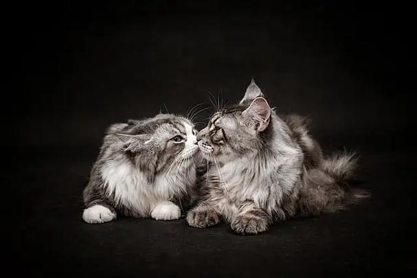 freecat自由猫购买
