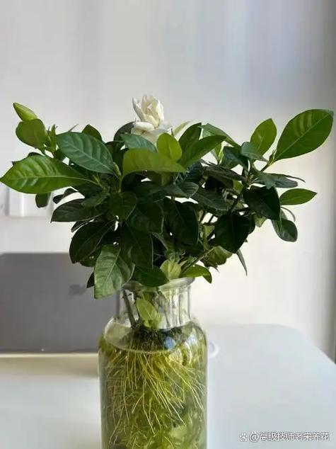 桅子花怎么种植和养护