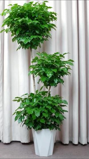 植物绿宝截图