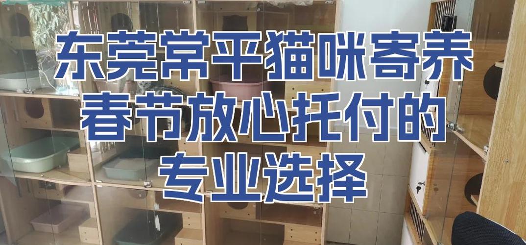 春节猫咪寄养多少钱一天